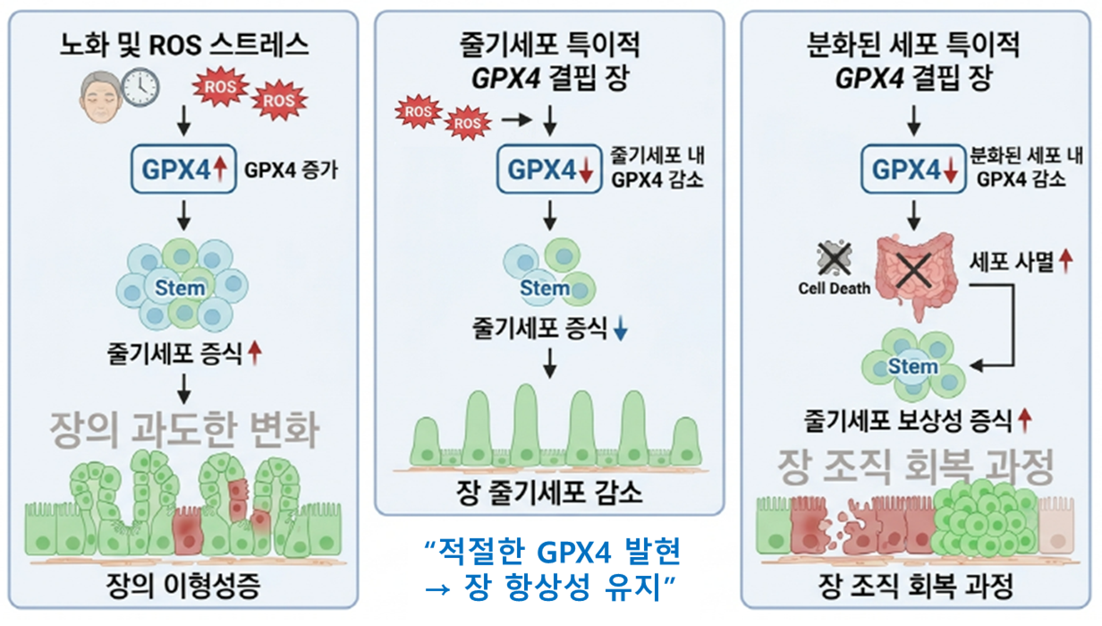 1776335854953_건강한 장 건강.png